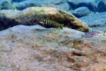 Les Pseudosimochromis 6 Pseudosimochromis babaulti