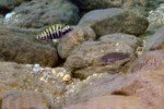 Les Pseudosimochromis 7 Pseudosimochromis babaulti