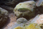 A Mpimbwe. Pseudosimochromis babaulti