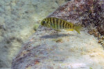 Les Pseudosimochromis 8 Pseudosimochromis babaulti