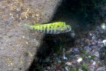 Udachi. Pseudosimochromis babaulti