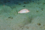 Les Pseudosimochromis 20 Pseudosimochromis margaretae