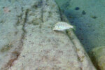 Les Pseudosimochromis 21 Pseudosimochromis margaretae
