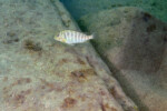 Les Pseudosimochromis 23 Pseudosimochromis margaretae
