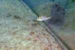Les Pseudosimochromis 22 Pseudosimochromis margaretae