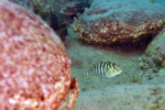 Les Pseudosimochromis 24 Pseudosimochromis margaretae