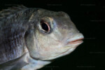 Auteur Patrick Tawil. Pseudosimochromis margaretae