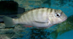 Les Pseudosimochromis 17 Pseudosimochromis margaretae