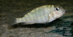 Les Pseudosimochromis 18 Pseudosimochromis margaretae