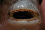 Les Pseudosimochromis 19 Pseudosimochromis margaretae