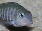 Les Pseudosimochromis 25 Pseudosimochromis pleurospilus
