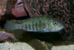 Les Pseudosimochromis 26 Pseudosimochromis pleurospilus