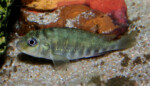 Les Pseudosimochromis 27 Pseudosimochromis pleurospilus