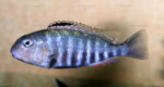 Les Pseudosimochromis 28 Pseudosimochromis pleurospilus