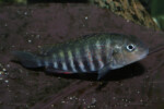Les Pseudosimochromis 29 Pseudosimochromis pleurospilus