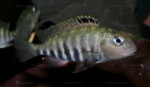 Auteur Patrick Tawil. Pseudosimochromis pleurospilus