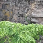 Détail d'un tombant (falaise) à Maswa. 2715214121