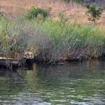 Pirogues de pêcheurs. 2836320276